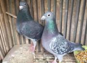 �ٿƳ�֪ʶ��ͼ������֮ѡ������