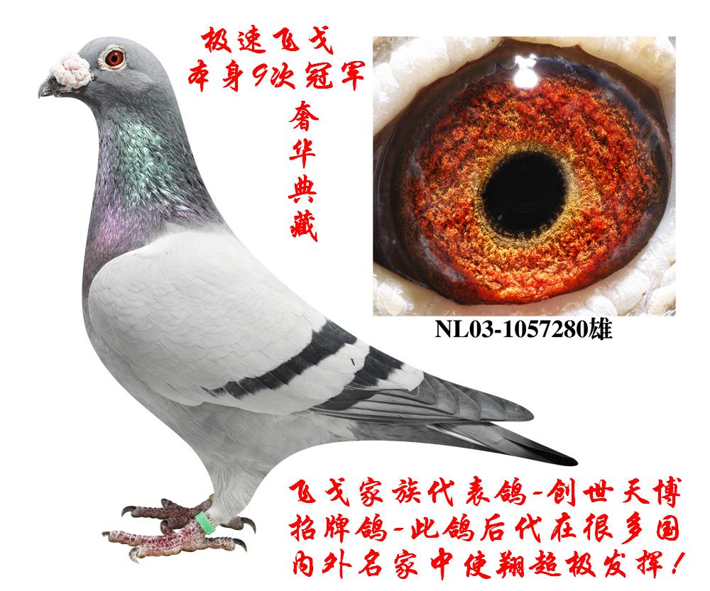 ÿ��һ�룺�����Ŵιھ�����������ӡ����ٷɸꡱ