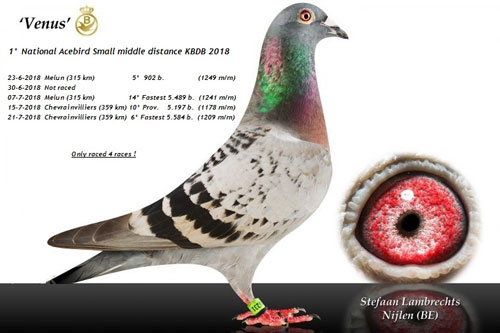 ��ɽ֮ʯ��2018��KBDB��������ھ�����