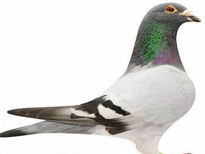 365��Χ�Ÿ���ת ����ʵ��ȫ�Զ�����