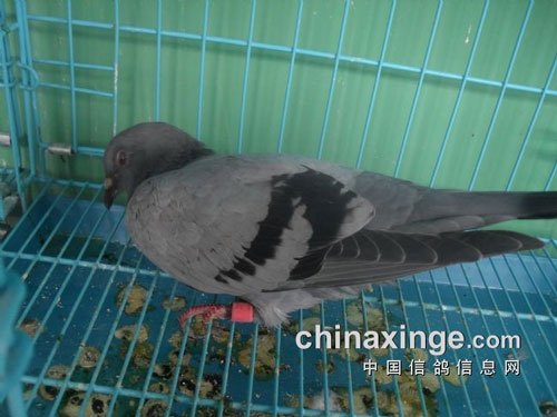 7���Դ�³��߲���������ѧ���Լ������Ŵ���������