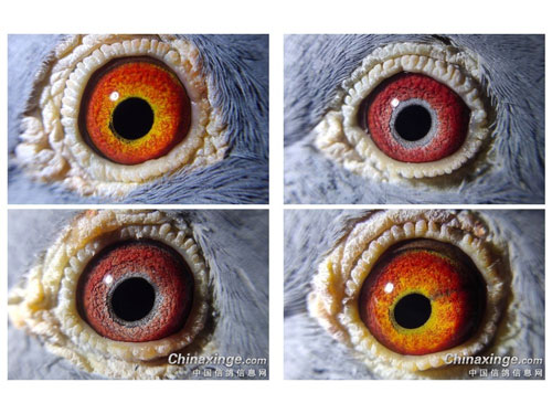 2019���ָ���Ը������� ��ӭָ��