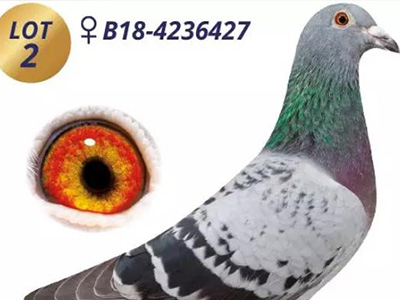 ��˹��.��˹���غ����Ĺھ�����