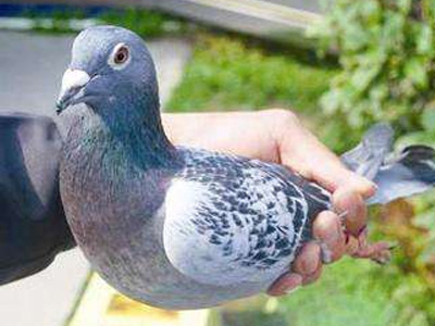 ѩ��ɸ� �����������ҳɹ��ʸ�