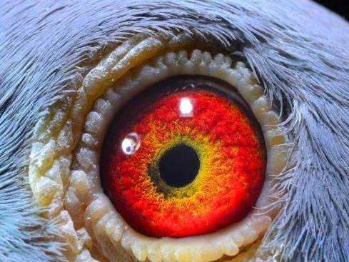 ���Ѳ����ָ��۾����� ��ӭ����