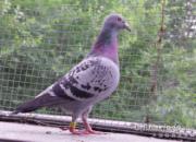 ��ŵ����ҽѧ�����Ÿ뼲�����غͱ���