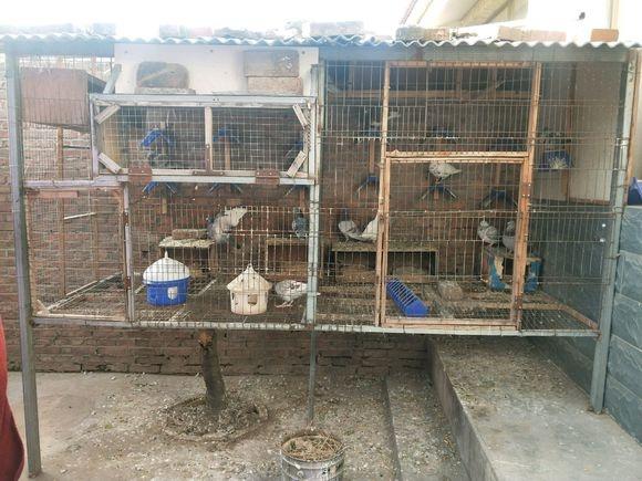 ���˸������� ��������ܷ������Ǻ�è��