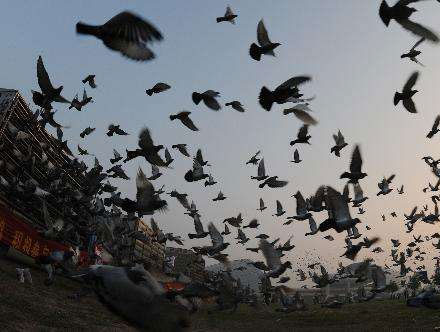 2019���ʮ�Ž��Ÿ��������̳�¯