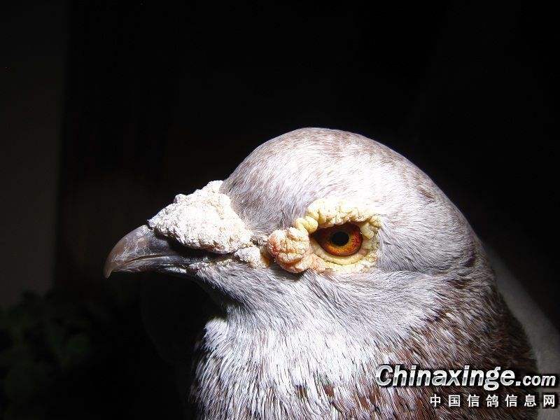 �������ʮ����