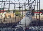 ��Գ�ʦ������������ָ�����