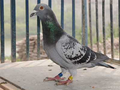 �۸���ʦ������Ϊʦ