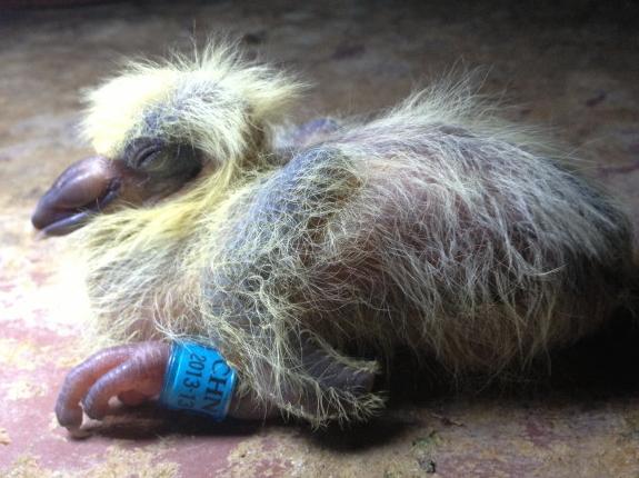 �����Ȳ��ⷭ��У�����Ʒ���