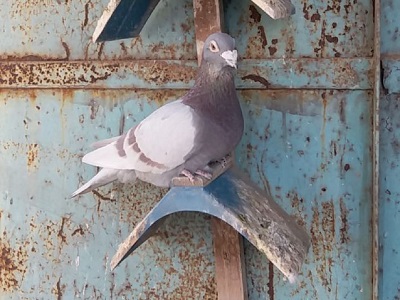 ֪�㳣�֣��������Ӧ��������