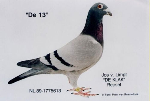 ÿ��һ�룺�����伫����������ʿ613��