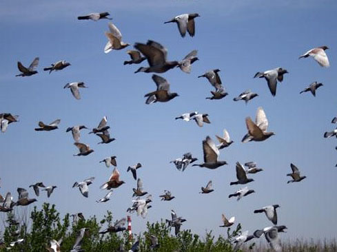 н治룿ˮƽߣʲôȦ