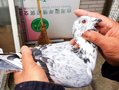 ��λ�������Ѫ�� �Ǳ�������԰�