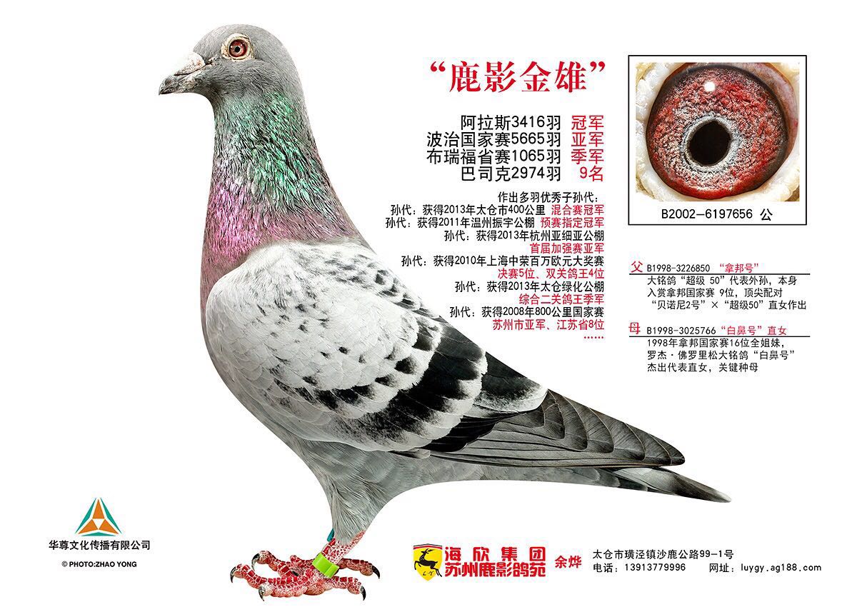 ÿ��һ�룺�ƽ����ۡ�¹Ӱ���ۡ�