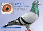 ÿ��һ�룺��������������������(ͼ)