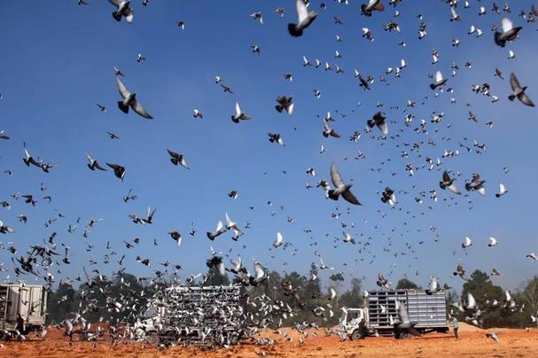 ���������֣����³�˫ �������������һ������