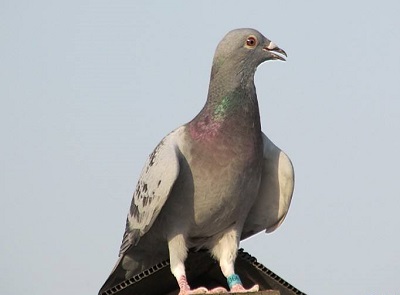 ��н�������������·��