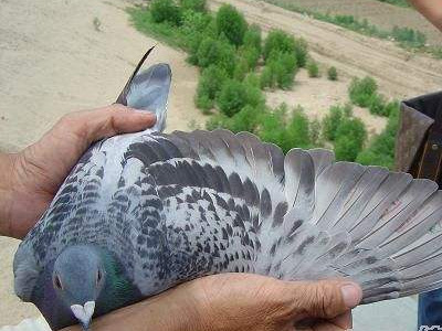 Ʒϵ�ǿ������Ĺھ���ѳ�����