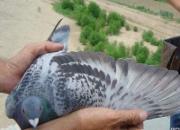 Ʒϵ�ǿ������Ĺھ���ѳ�����