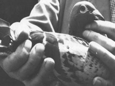 ÿ��һ�룺12�ιھ�ղɭ���ϻ����