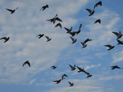 1500����7�챨�����ӣ�