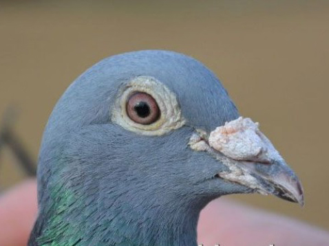 ��ۡ������ࡱ��������ɵģ��й����������˭��