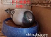 ����һ������ĸ(��)