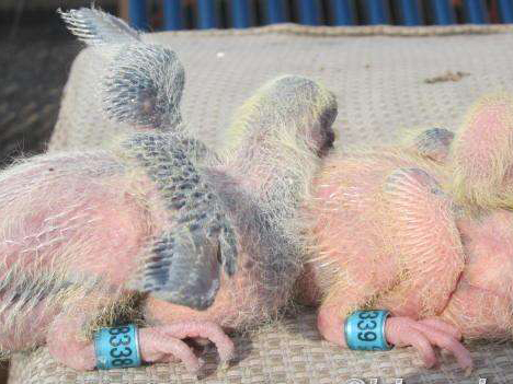 �׸��һ���׻� ����ƽ��������Ҫ