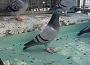 ��Ӣ����ʦ�����ڿΣ�5�����������ϵġ����ܡ�