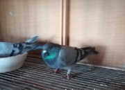 ȫ�潲�⣺�����ڹ���Ҫ��