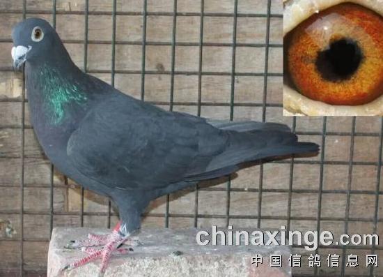 ��ʺ�Ӱ���ҵ�һ·������ս����