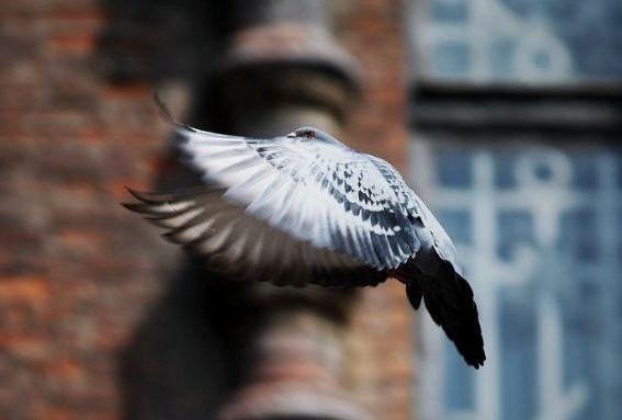 ʫ�裺�Ÿ�ǧ�ﾺ����