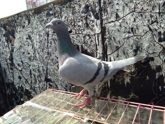 ���ۣ��׸���ʱ������ȽϺ��ʣ�