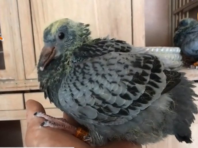 �ٷþ��Ǹ��Ѷų�˳ ����ǧԪ�ر��׸�������