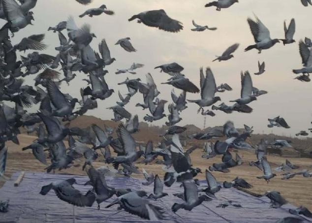 ����ѹ�����Ϯ�����ɺ�ս������֮��Ӣ�¿���