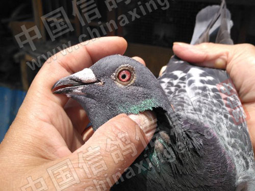 ����ʧ��ʹʧ�ر��ʸ� ��������ô����