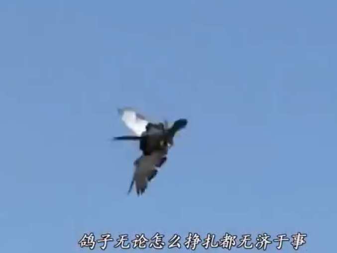 ��������İ��� ��ӥ���������ô�򵥣�