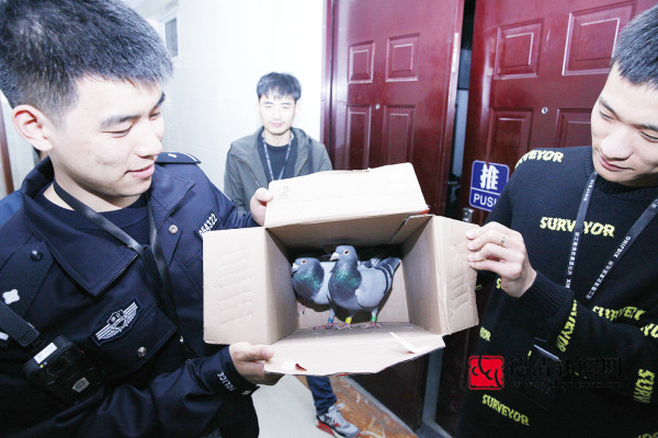 偷鸽后想放回被抓：太喜欢了 买不起只能偷