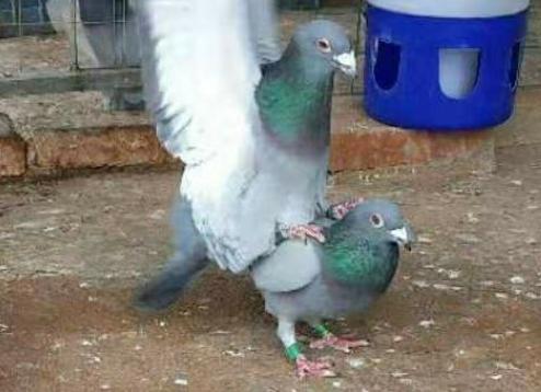 ��Ѫ��ԣ�����ٰ���������Ը�����