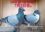 �׸�ʳ�����ڶ�+����Һ