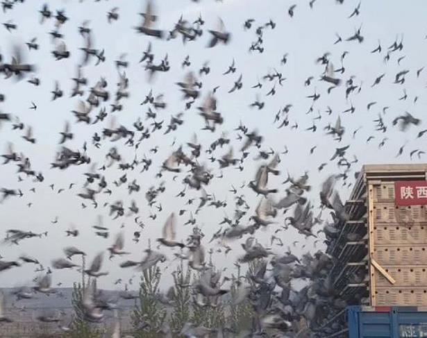 �ɺ�1243ս�������´�ǿ��Ӣ�¿�����ͼ��