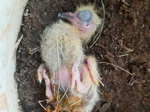 �׸�������ô�ˣ�