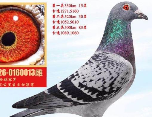 �������˫������¶�˫�عھ�