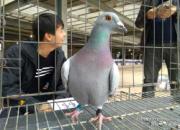 ����ʥ�蹫��̽�� �о����û�����