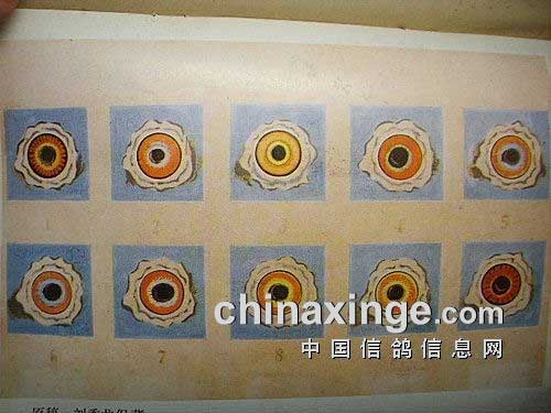 �׸����ѡ������+��ɫ��