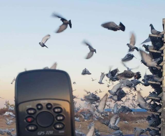 �ɺ�߼ܿ����ţ���������1571�׸߷��ٹ鳲��