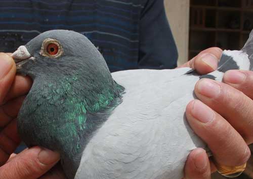 ÿ��һ�룺���걱���������ھ���Ʒ��